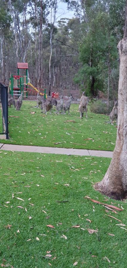 A-Line Holiday Park بينديجو المظهر الخارجي الصورة